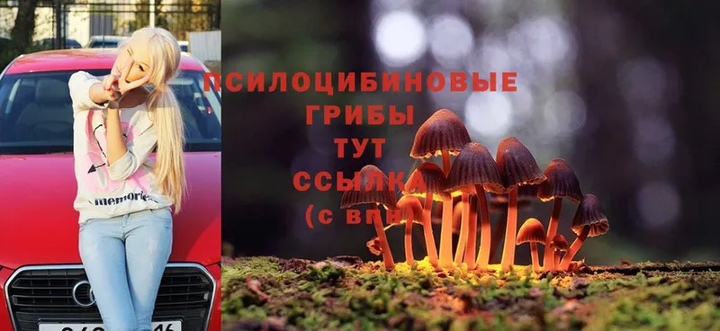 Псилоцибиновые грибы Magic Shrooms  где найти   mega зеркало  Владивосток 